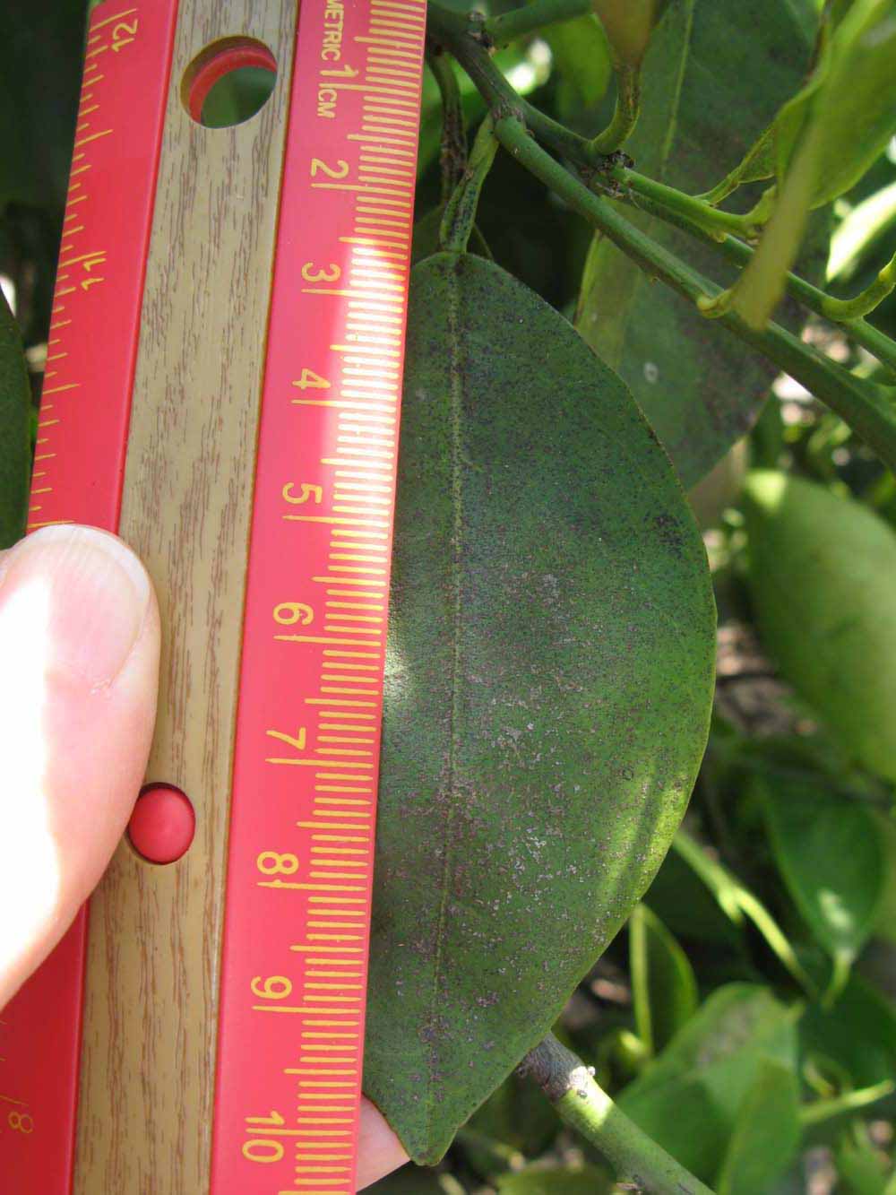              Unifoliolate leaf (Winter Haven, FL)       